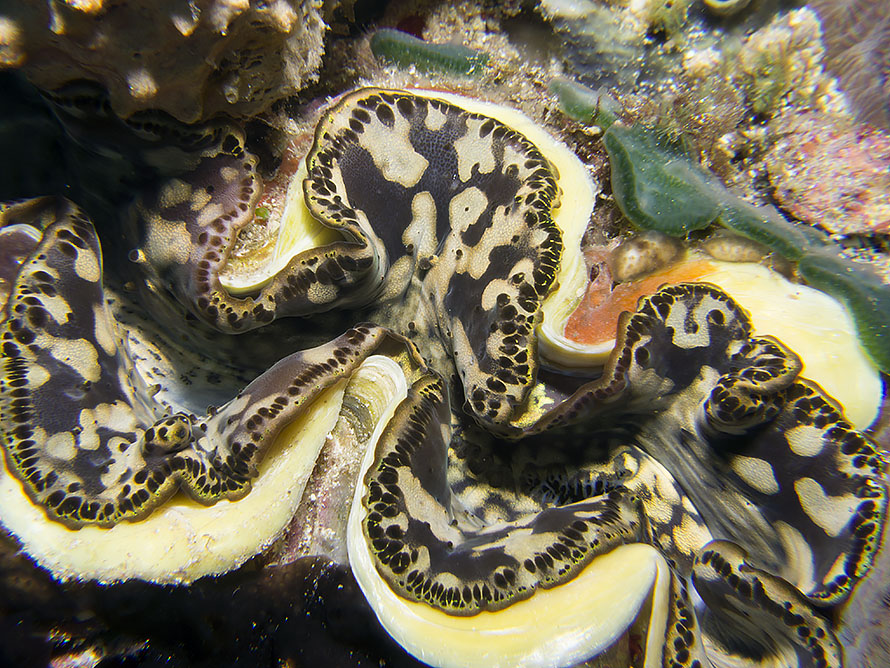 Tridacna maxima